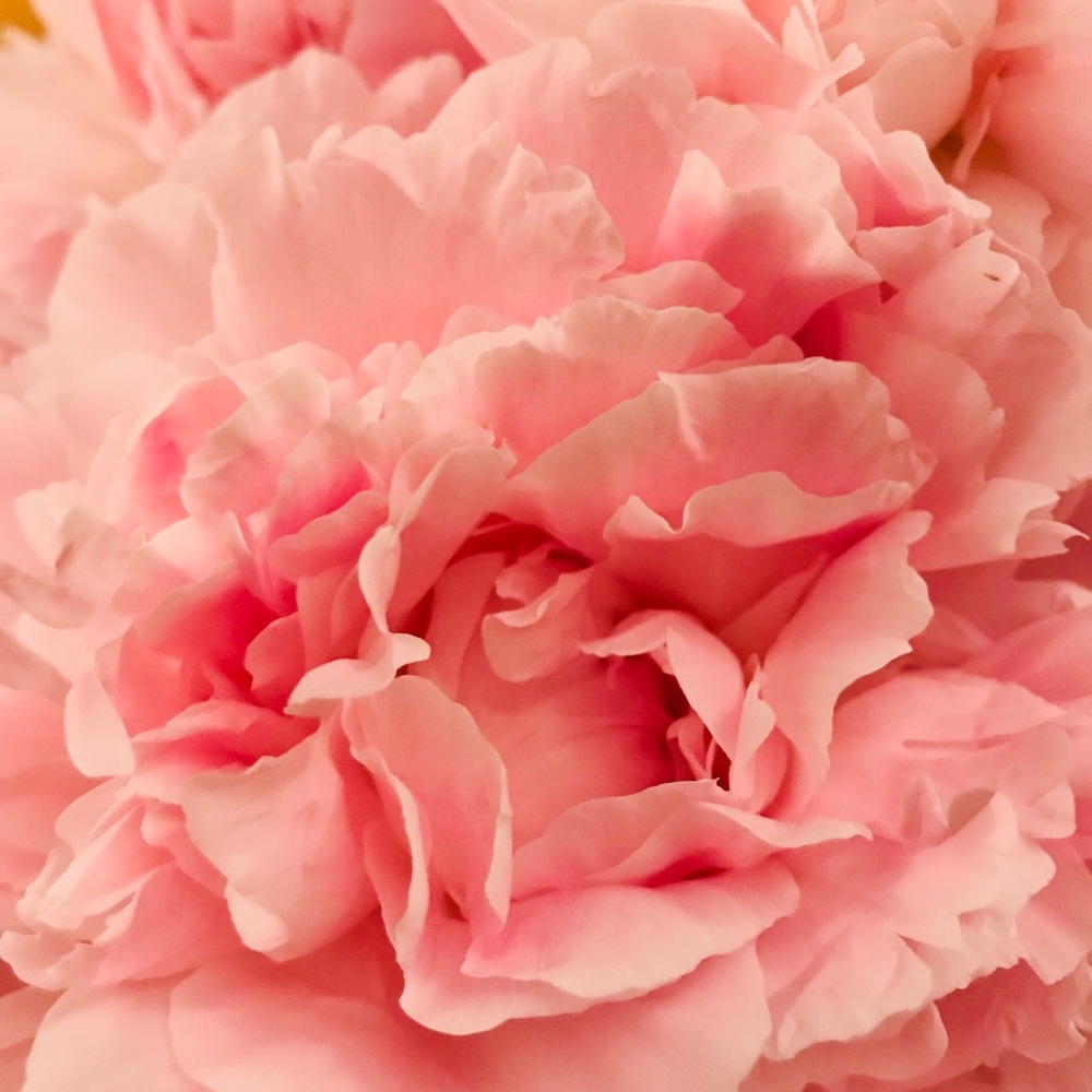 Meet your Posher, Erin